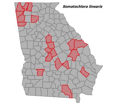Somatochlora linearis
(Mocha Emerald) Somatochlora linearis
(Mocha Emerald)